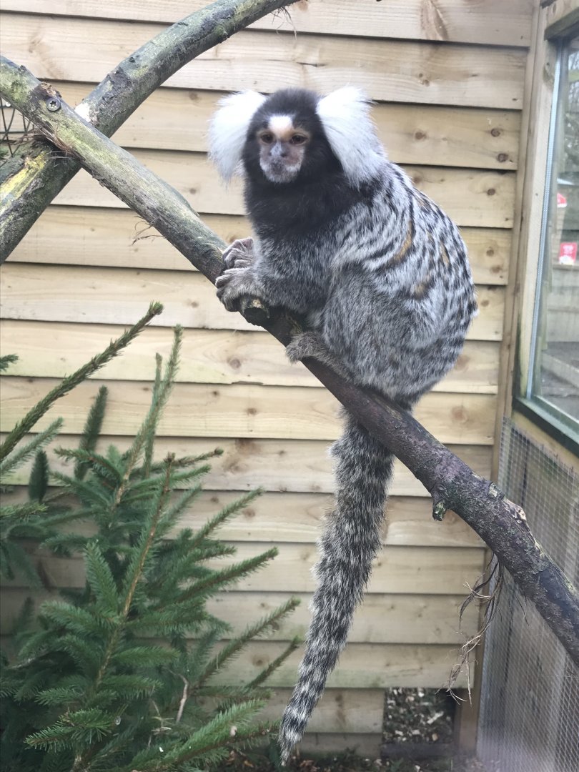 Common marmoset 170219