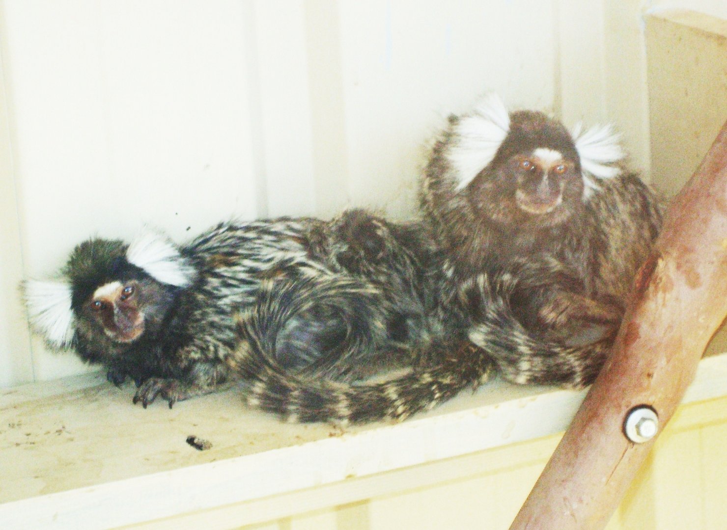 Common Marmoset, 2008