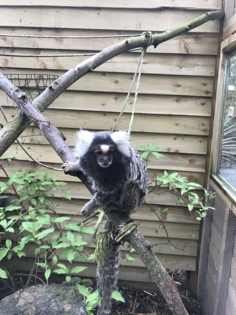 Common marmoset 280418