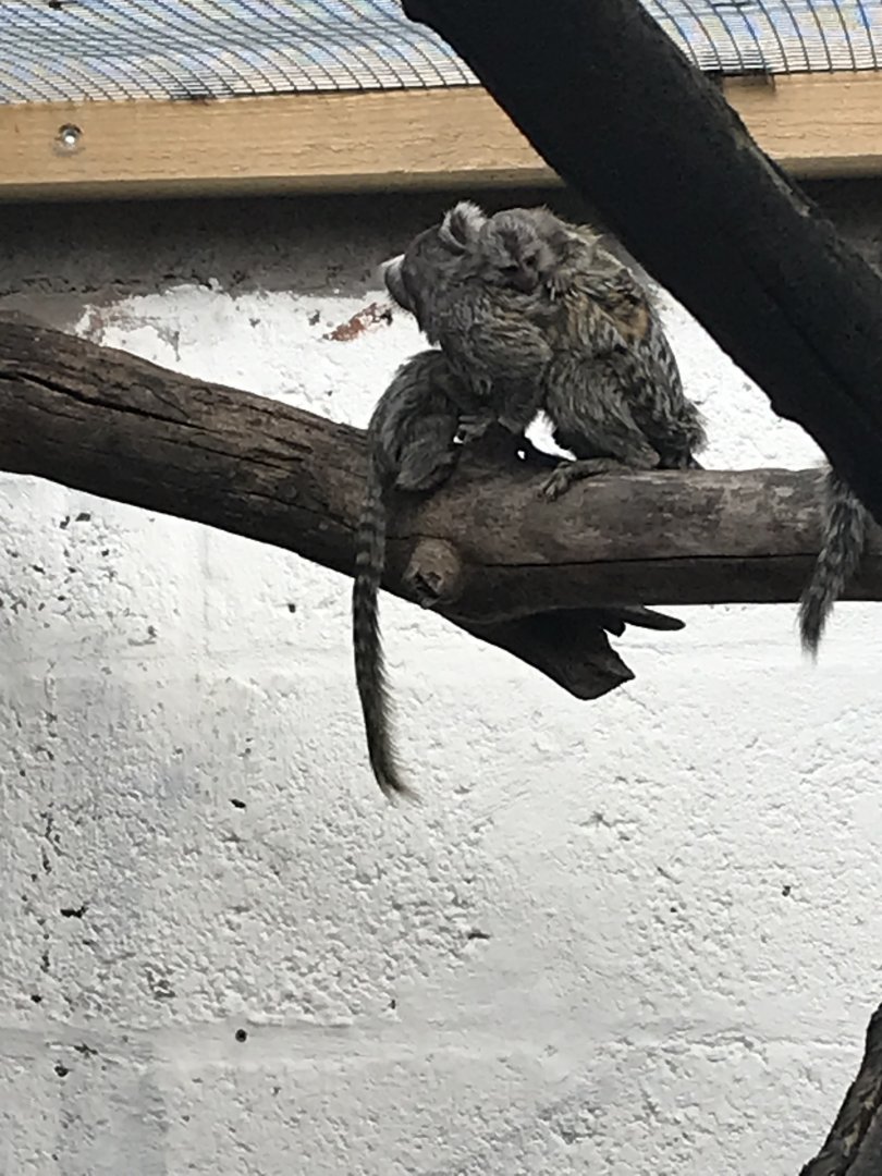 Common marmoset and babies
