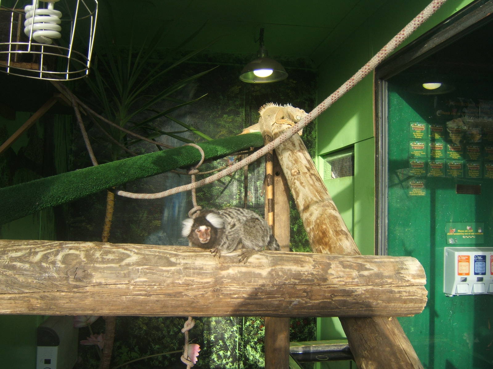 Common Marmoset and Green Iguana Exhibit