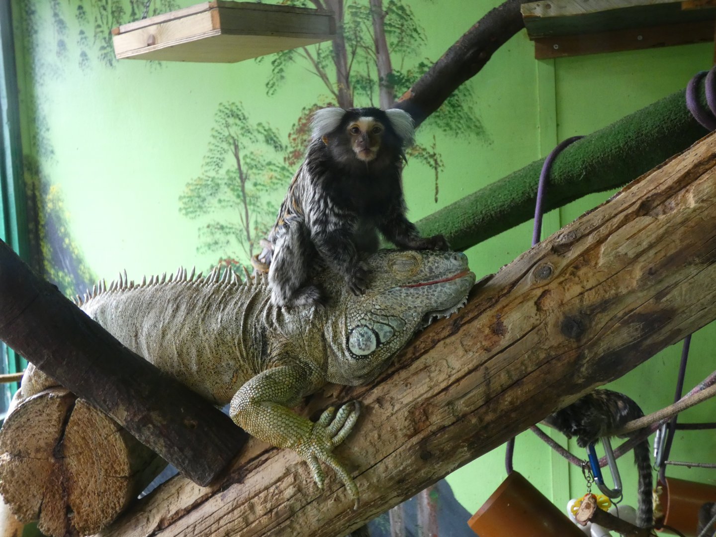 Common Marmoset and Green Iguana