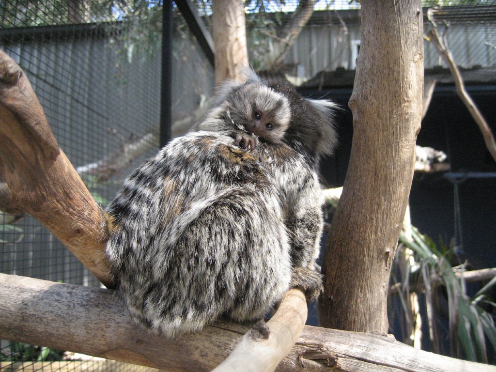 Common Marmoset and young