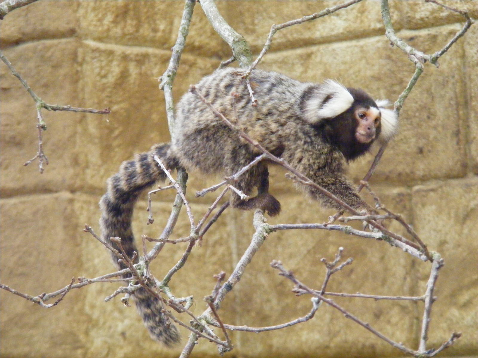 Common marmoset at Amazon World, 5 April 2010