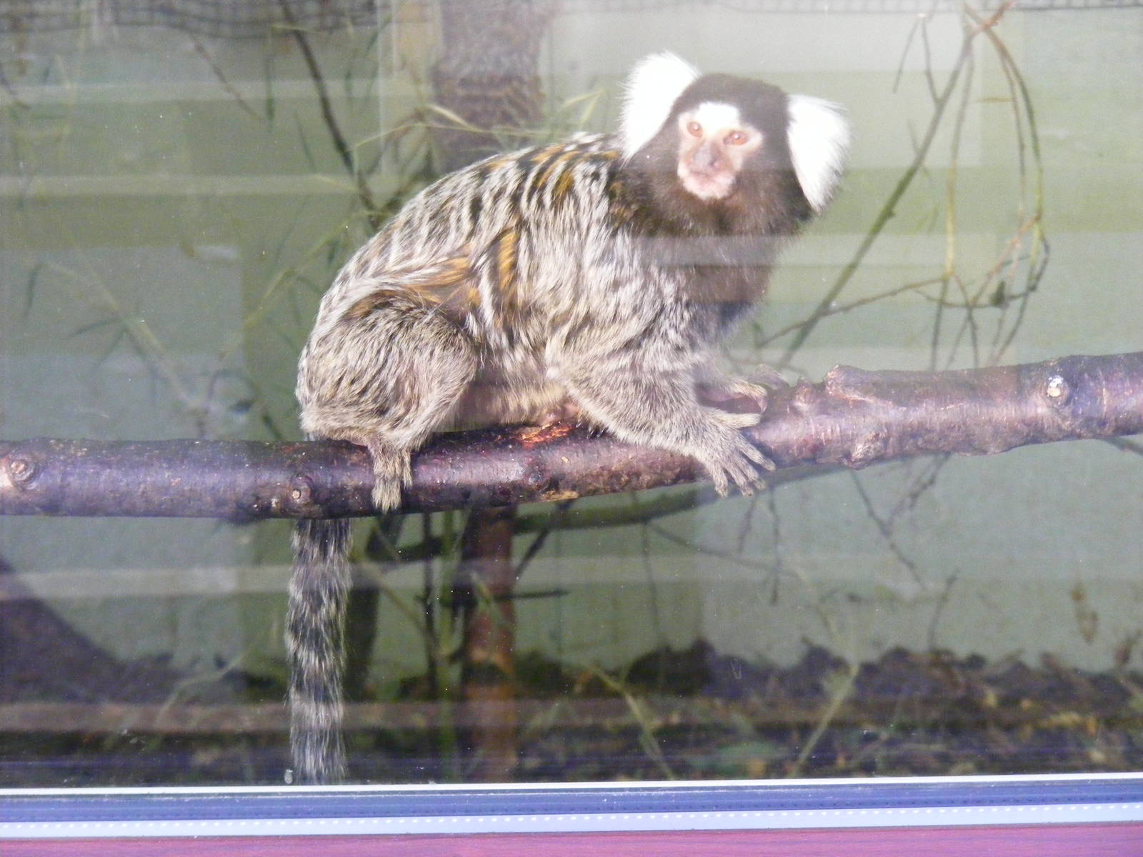Common marmoset at Knowsley Safari Park, 28 December 2009