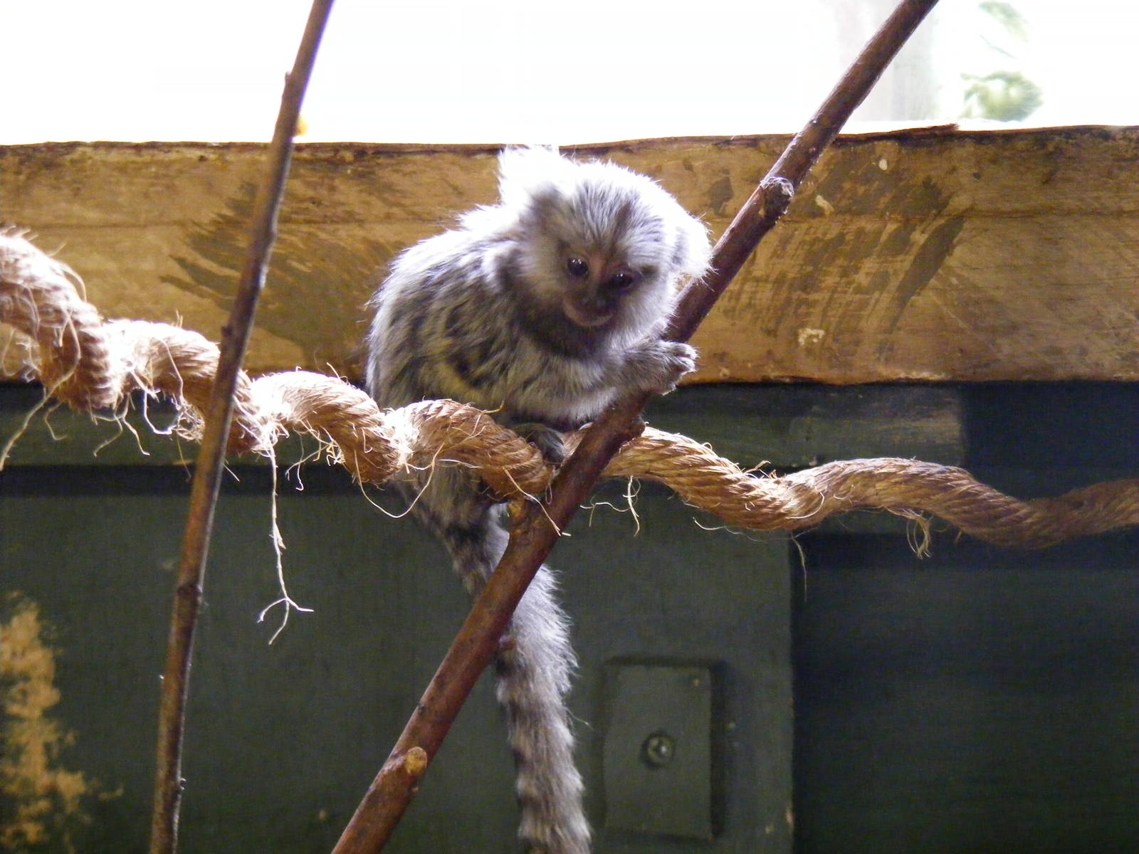 Common marmoset at Noah's Ark Zoo Farm, 31 July 2010
