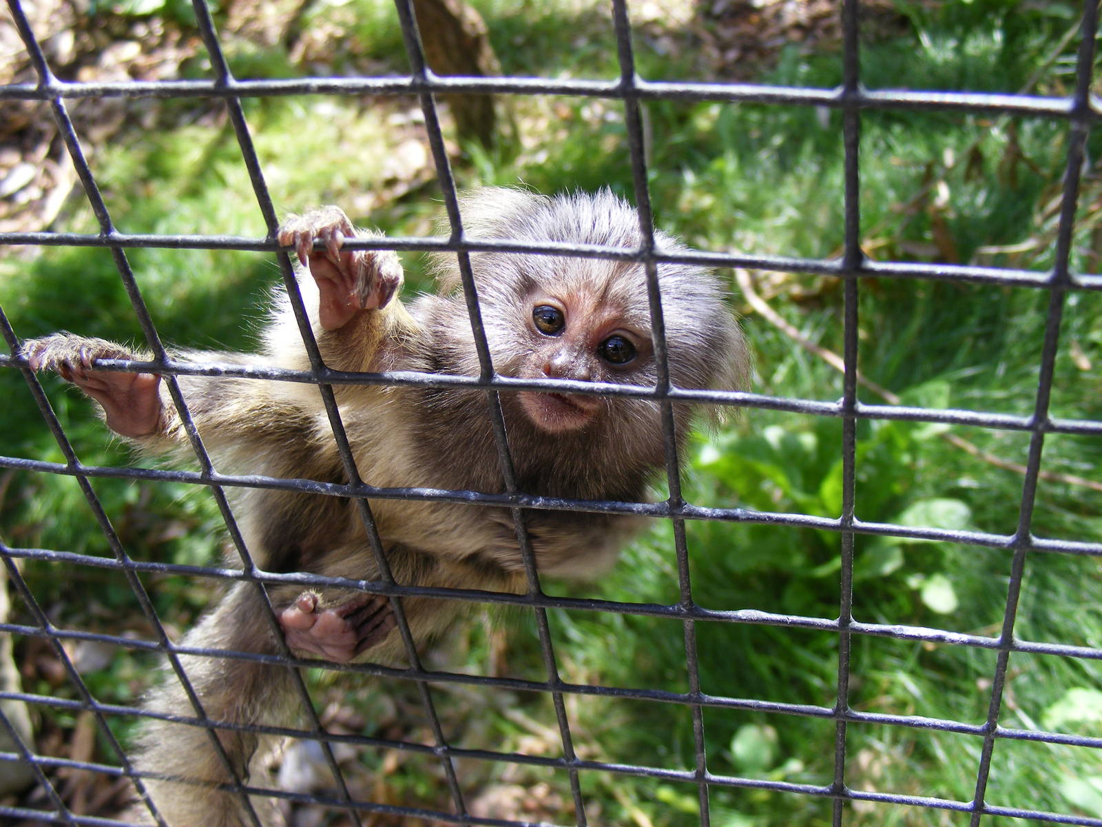 Common marmoset at Noah's Ark Zoo Farm, 31 July 2010