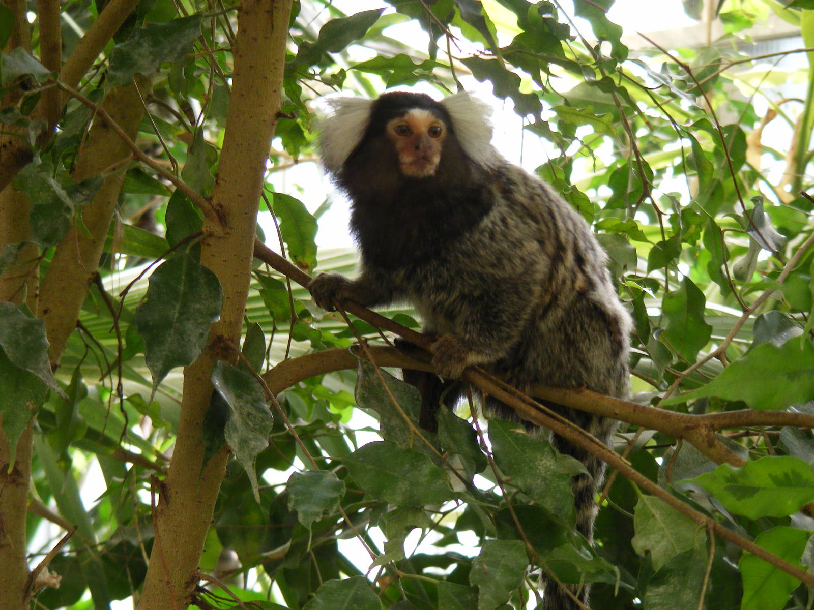 Common marmoset at Shepreth Wildlife Park, 12 September 2010