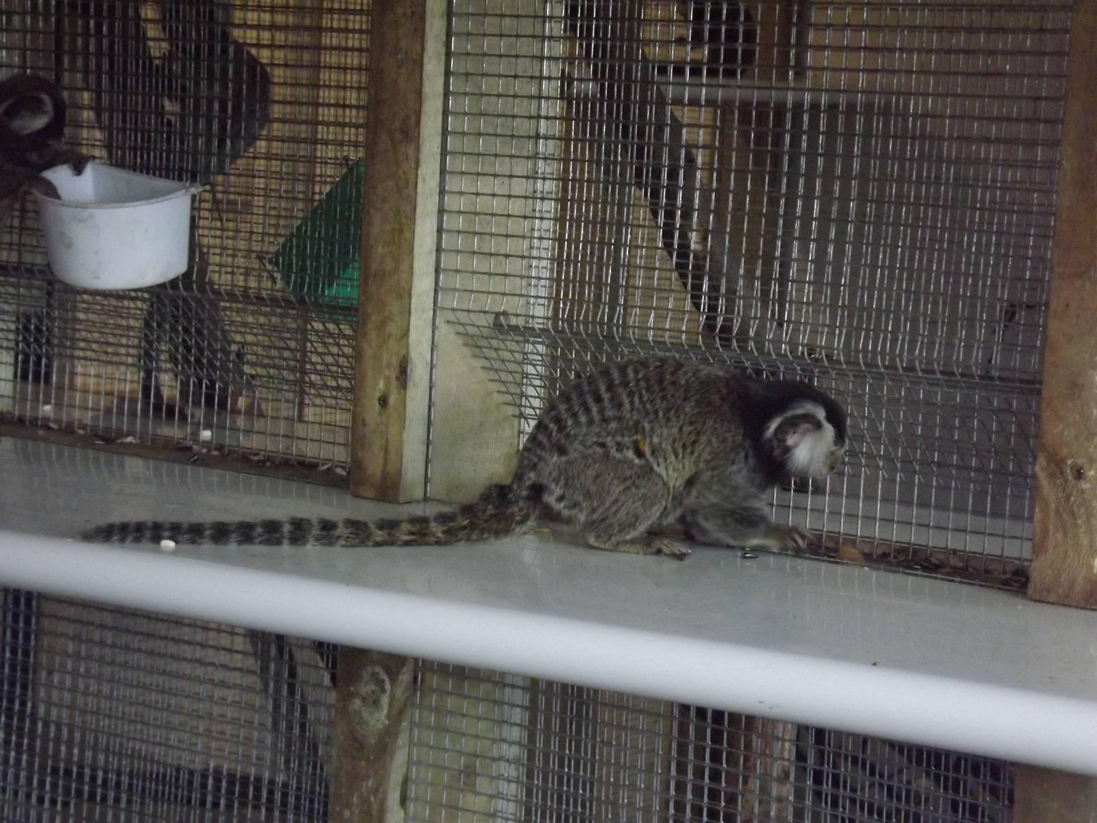 Common Marmoset at Yorkshire Wildlife Park 18/02/12