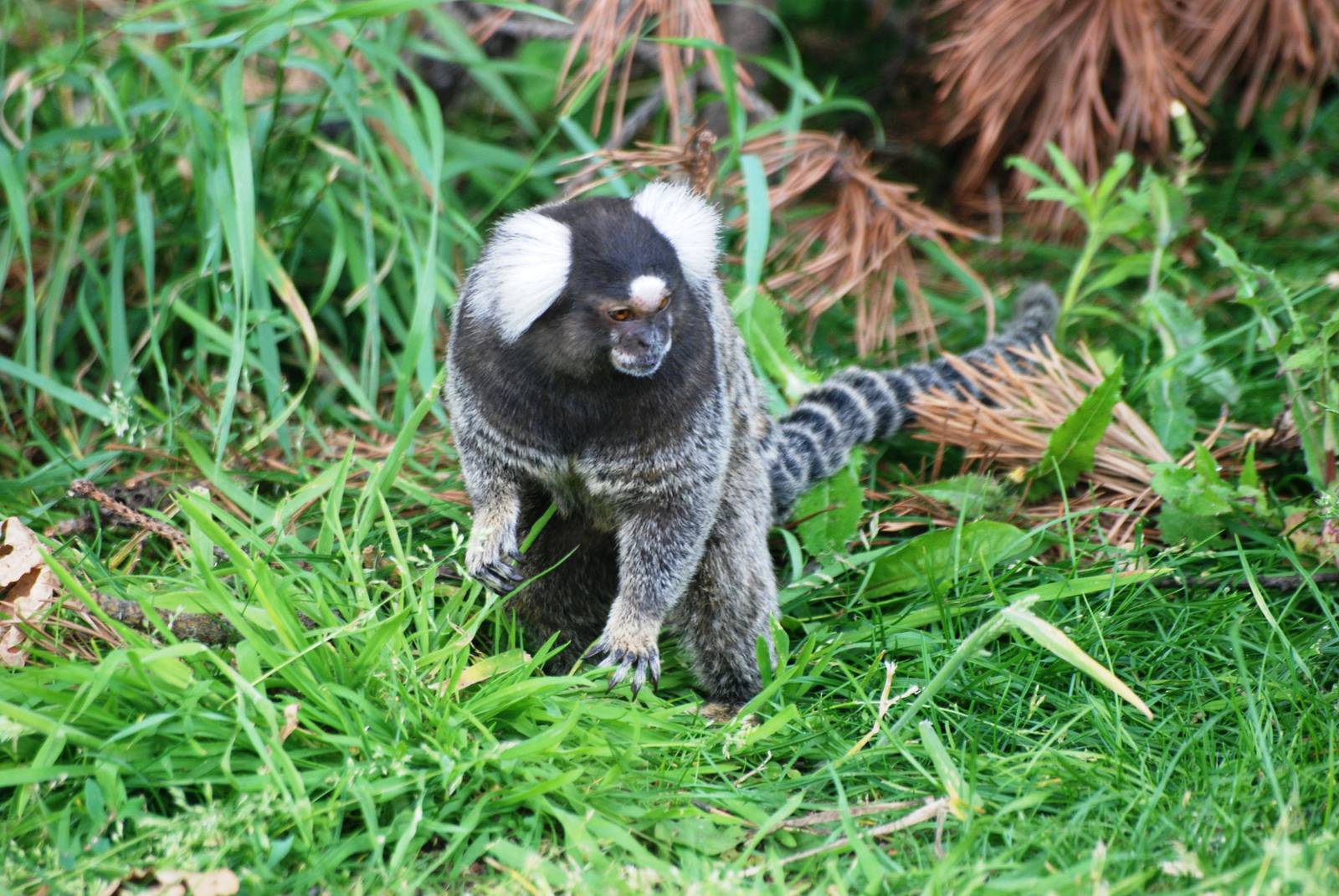 Common Marmoset at Yorkshire WP, 05/08/12