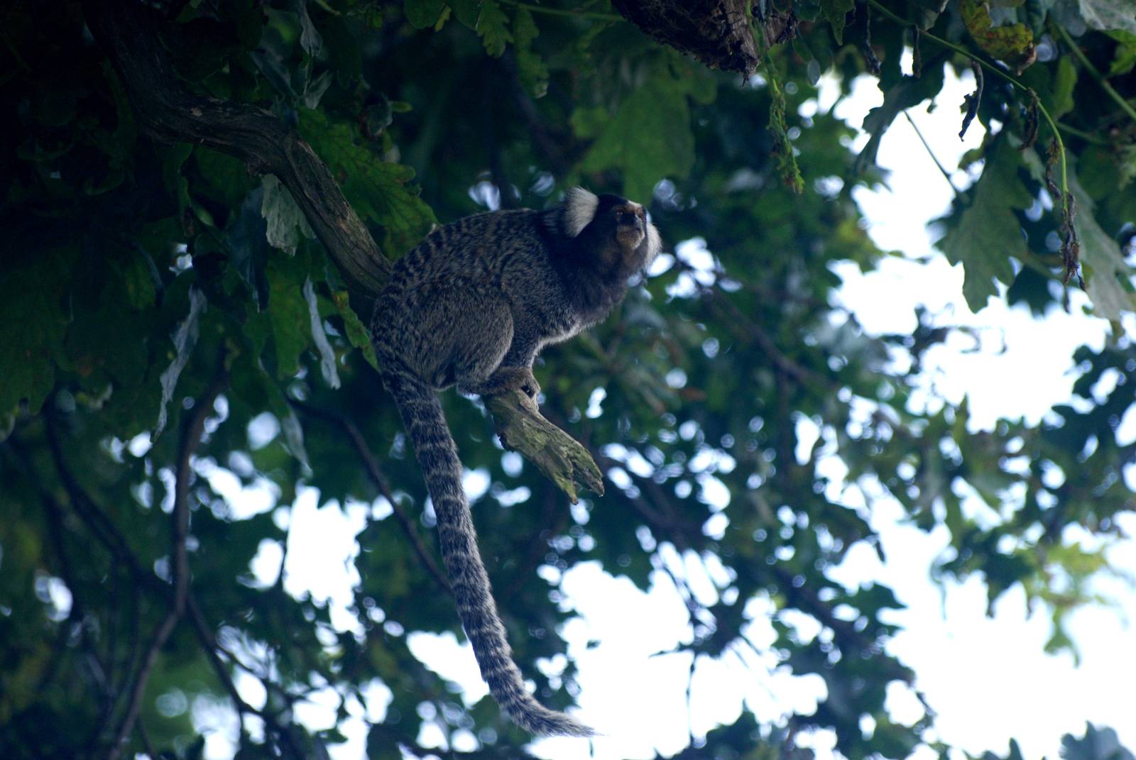 Common Marmoset at Yorkshire WP, 05/08/12