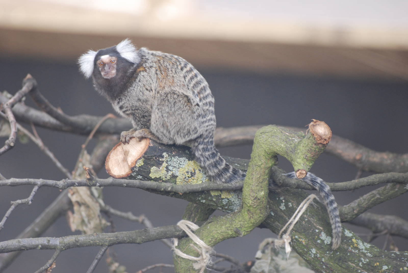 Common Marmoset at Yorkshire WP, 07/08/11