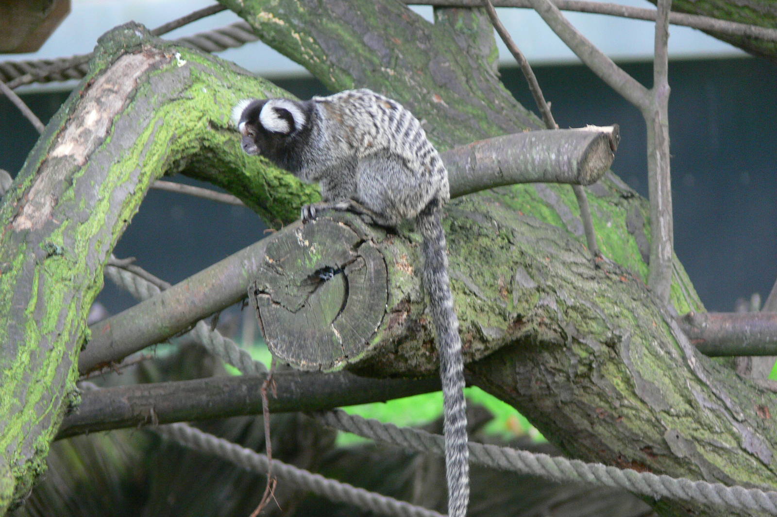 Common Marmoset at Yorkshire WP, 28/10/14
