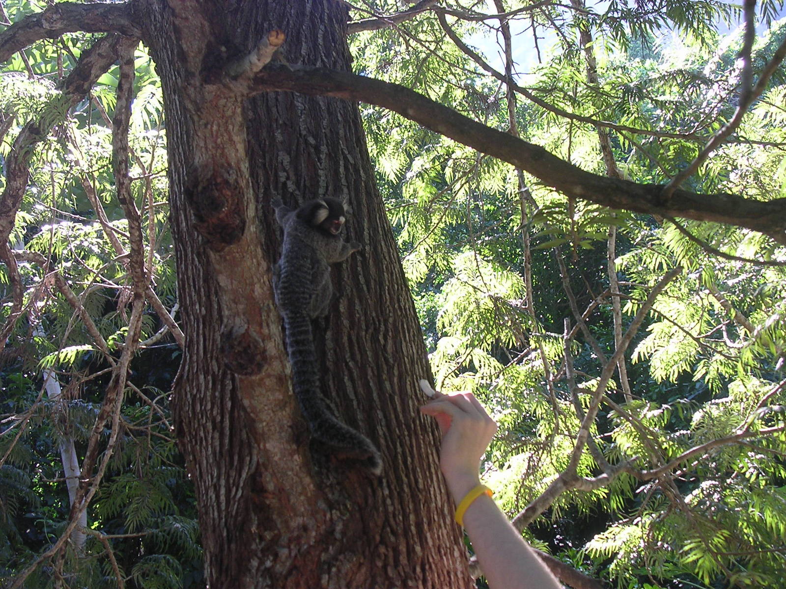 Common marmoset being fed