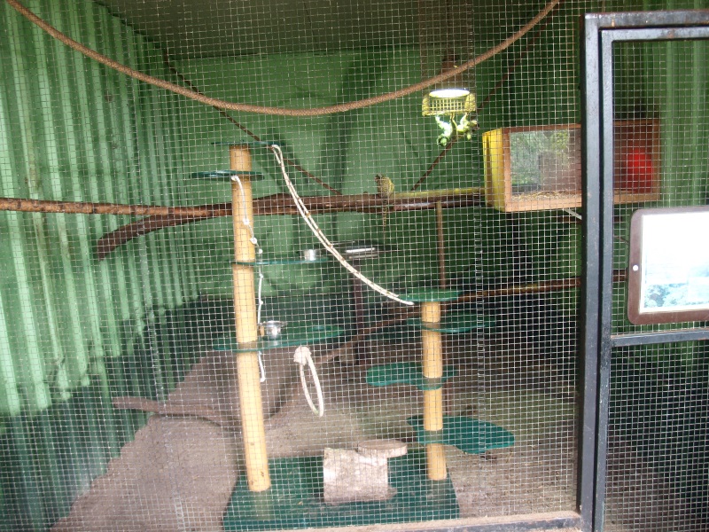 Common marmoset cage (April 19th, 2015)