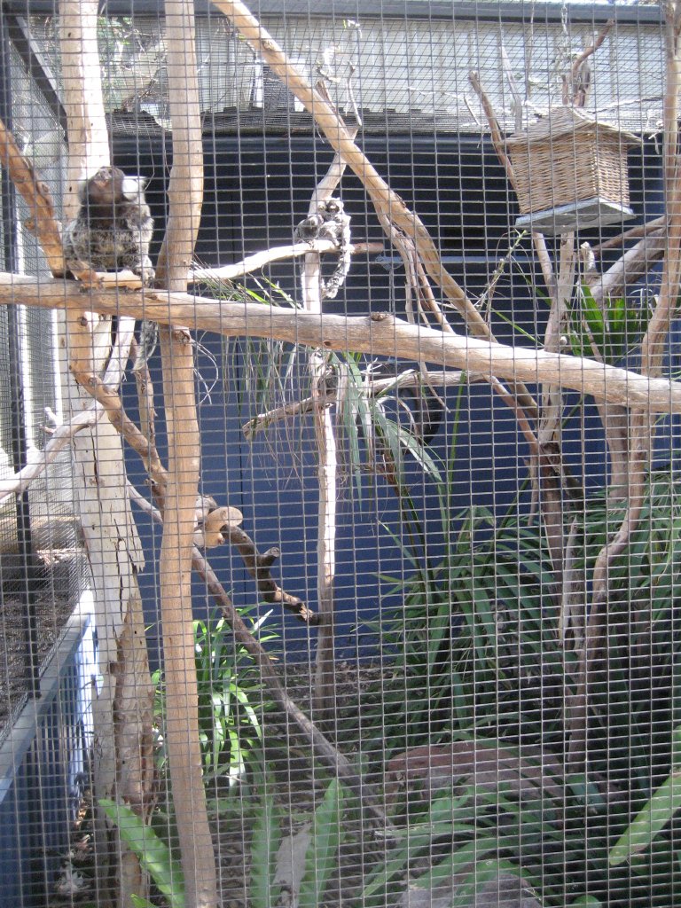 Common Marmoset cage