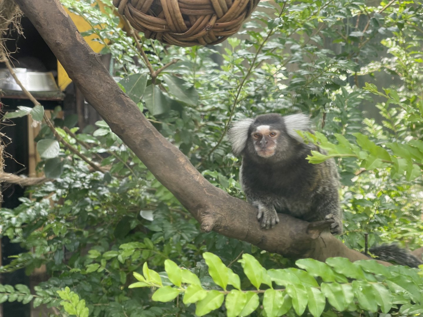 common marmoset (callithrix jacchus) (1)