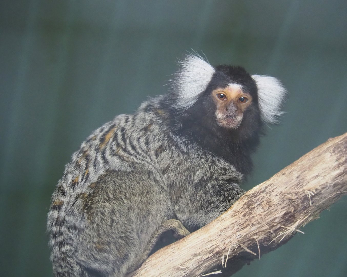 Common marmoset (Callithrix jacchus), 2021-06-15