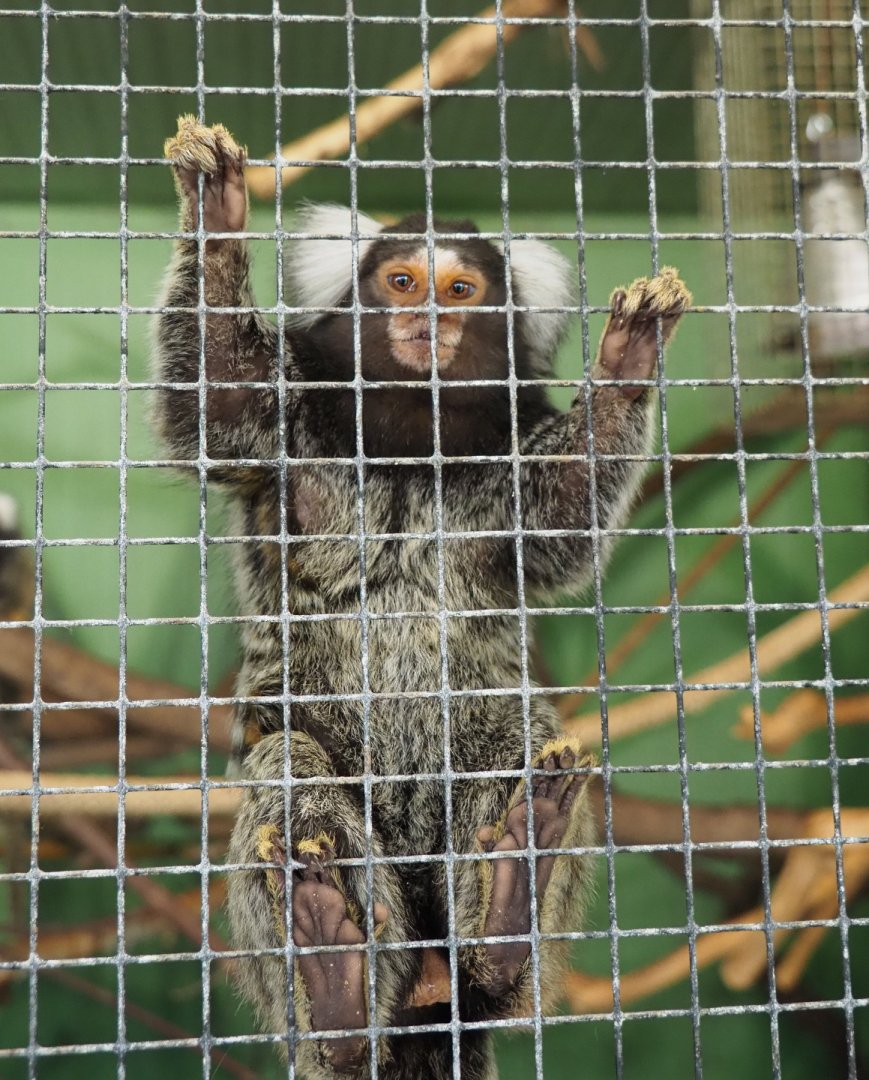 Common marmoset (Callithrix jacchus), 2021-06-15