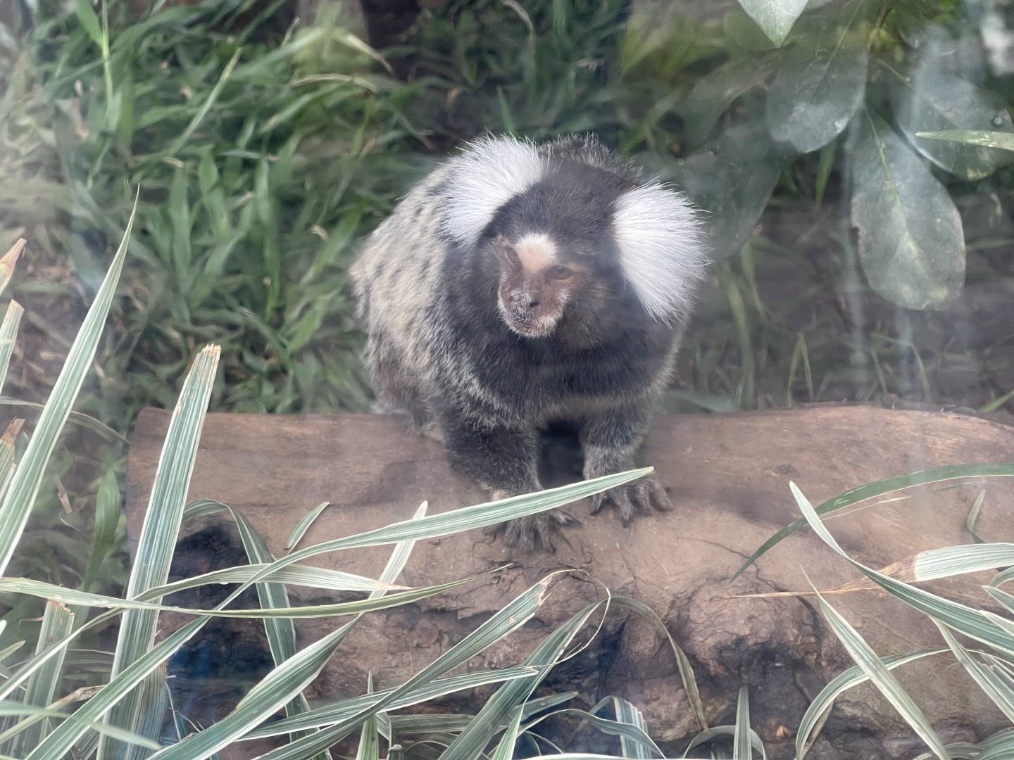 common marmoset (callithrix jacchus) (3)