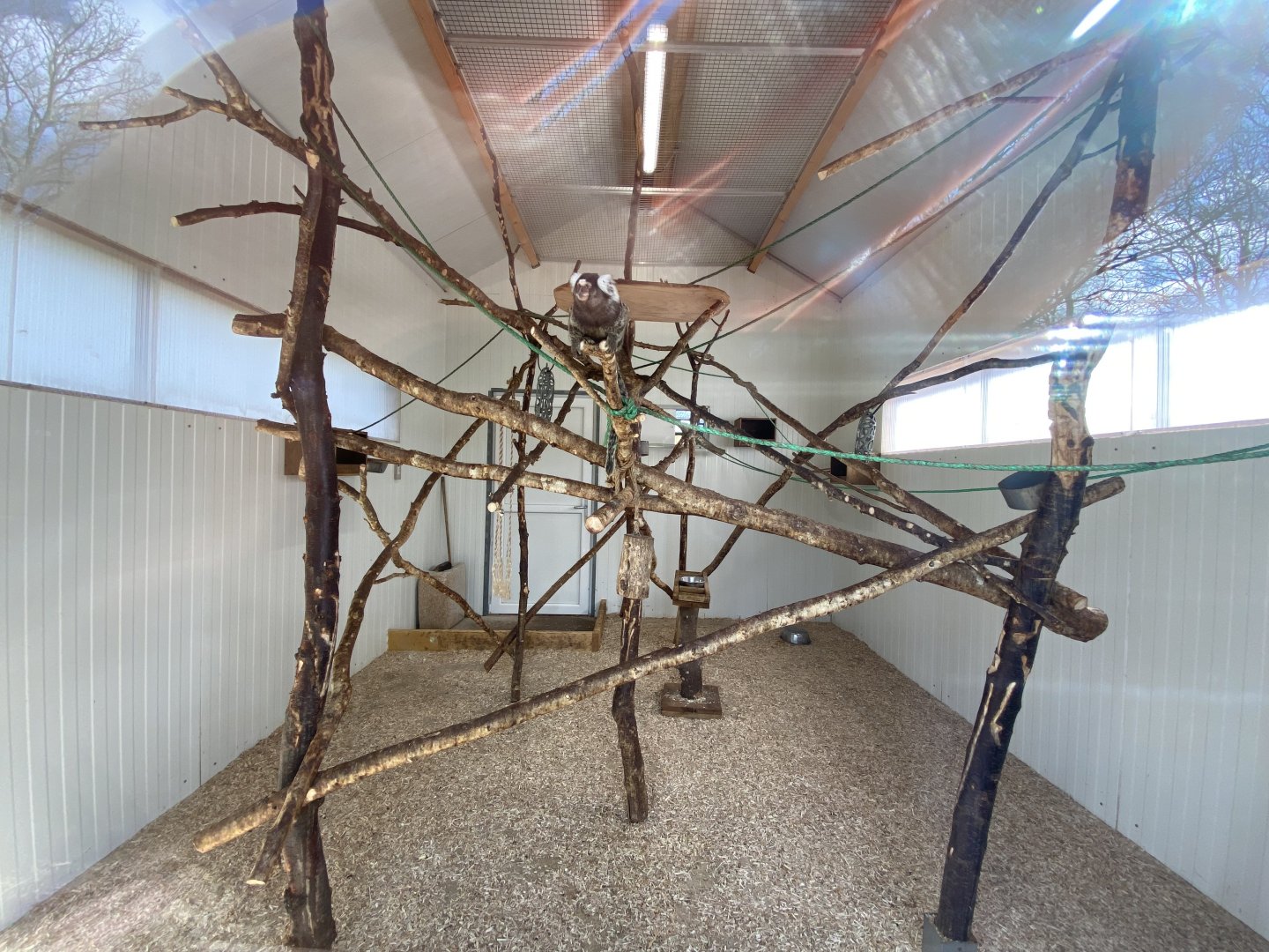 Common marmoset (Callithrix jacchus) and Common squirrel monkey (Saimiri sciureus) indoor exhibit