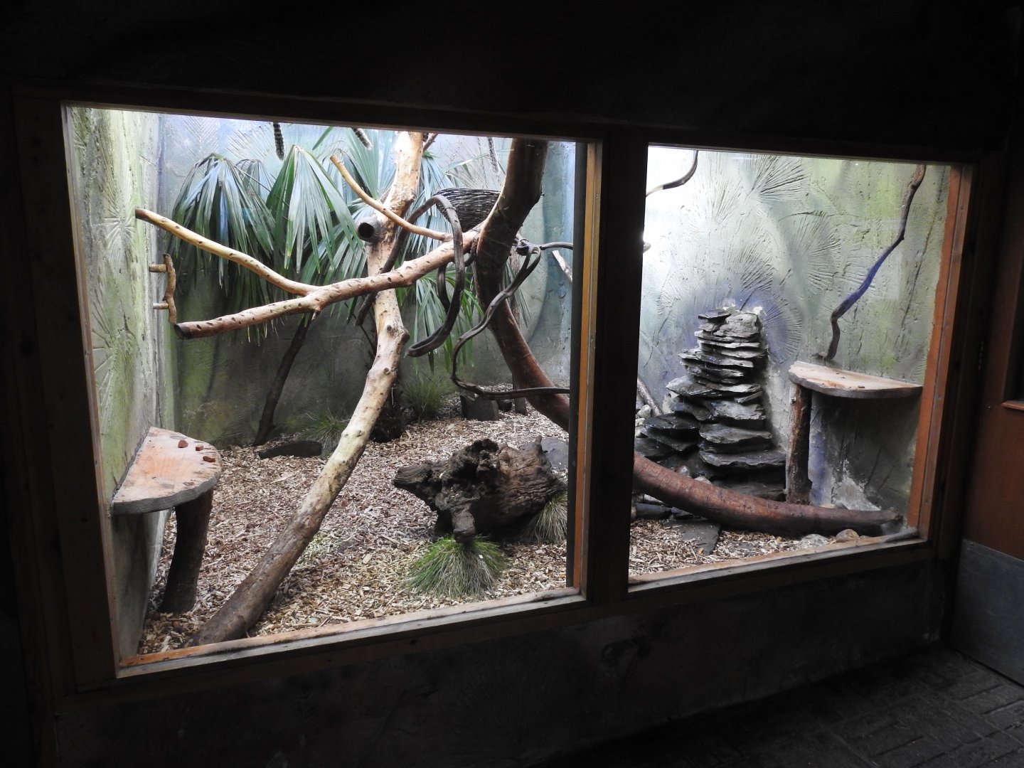 Common Marmoset (Callithrix jacchus) Enclosure