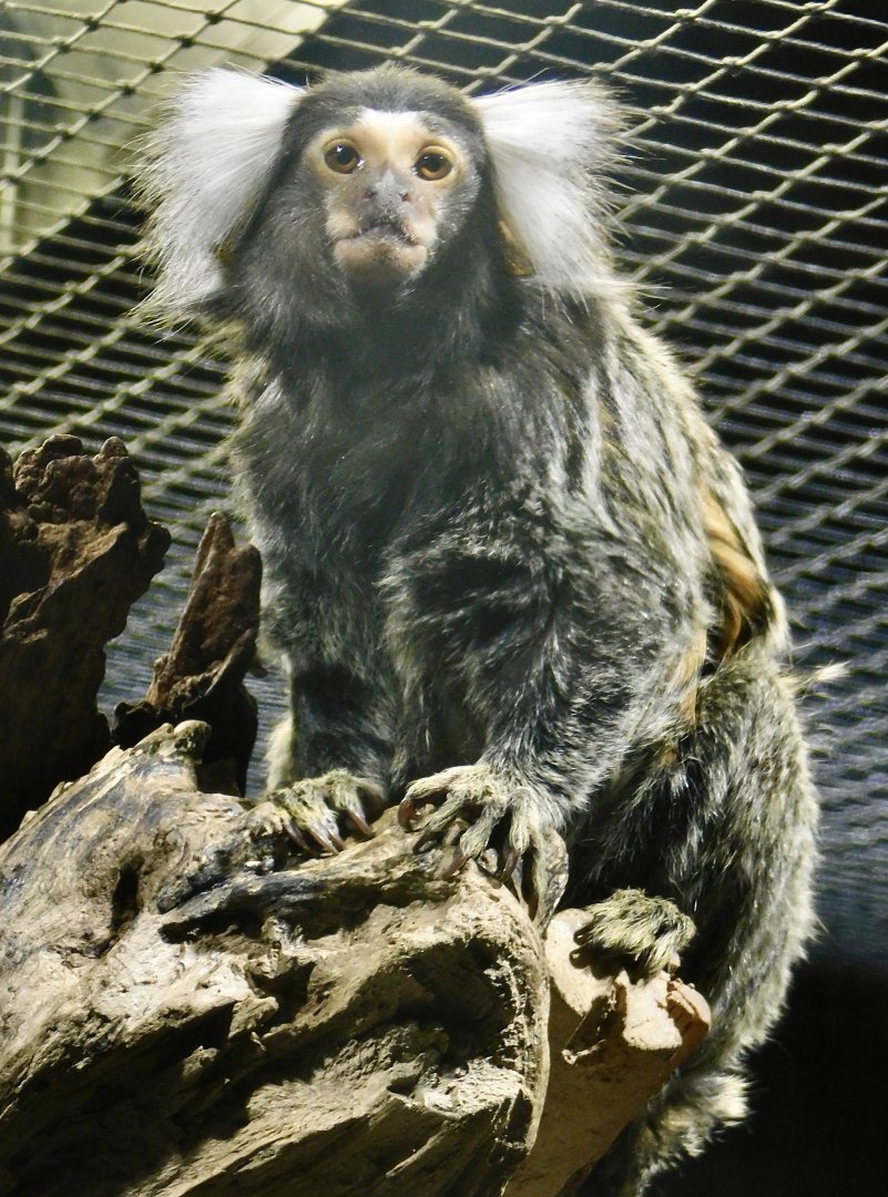 Common Marmoset (Callithrix jacchus) - Kawasui Kawasaki Aquarium November 19, 2025