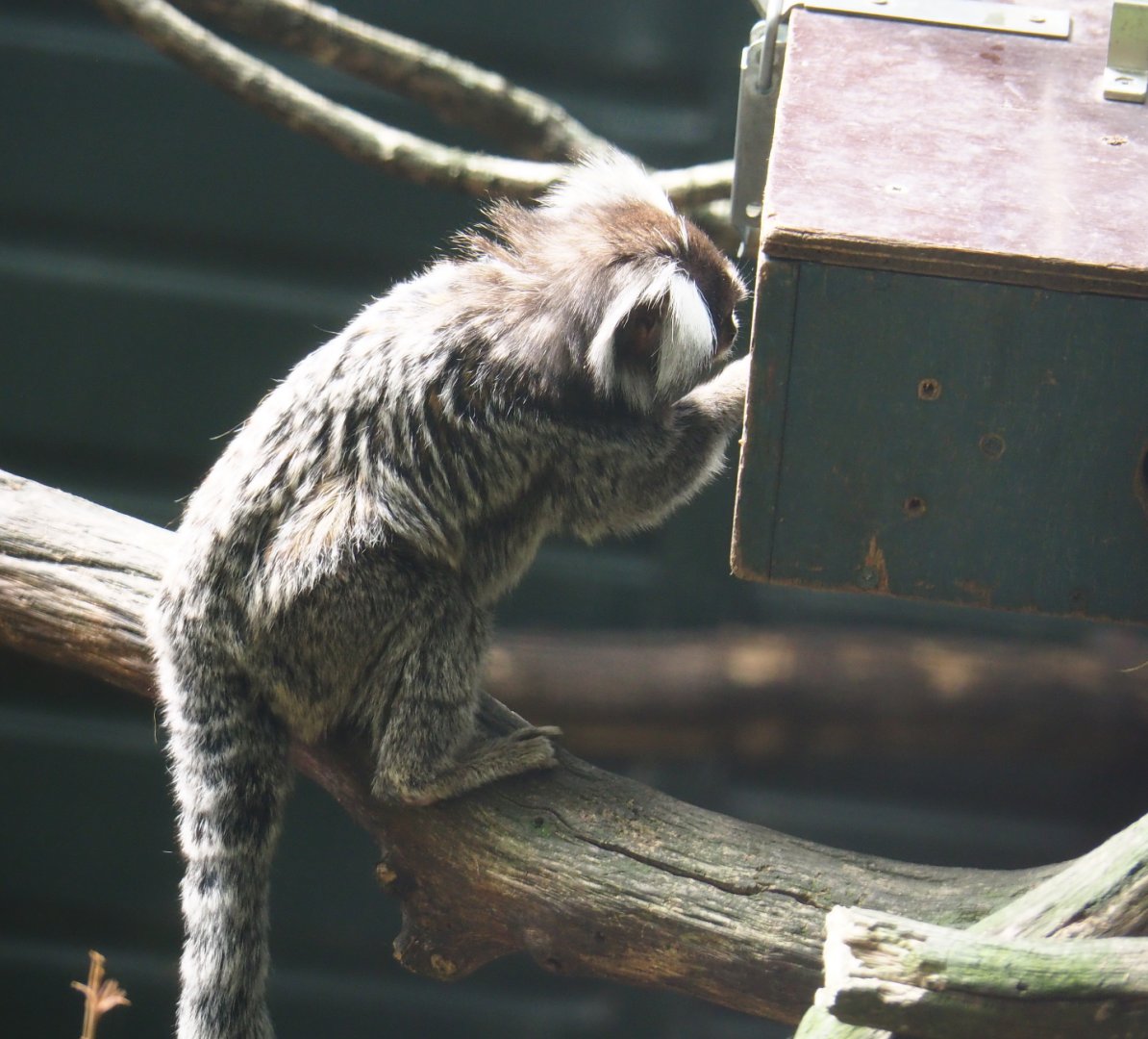 Common marmoset (Callithrix jacchus) using enrichment feeder box, 2019-08-11