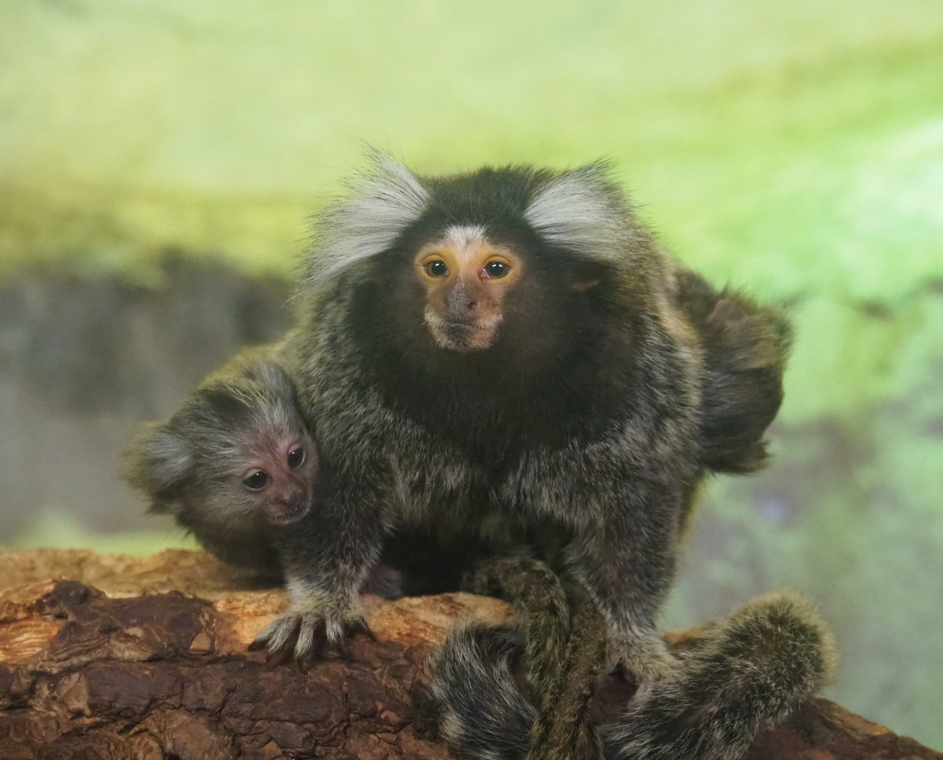 Common marmoset (Callithrix jacchus) with pups, 2019-08-04