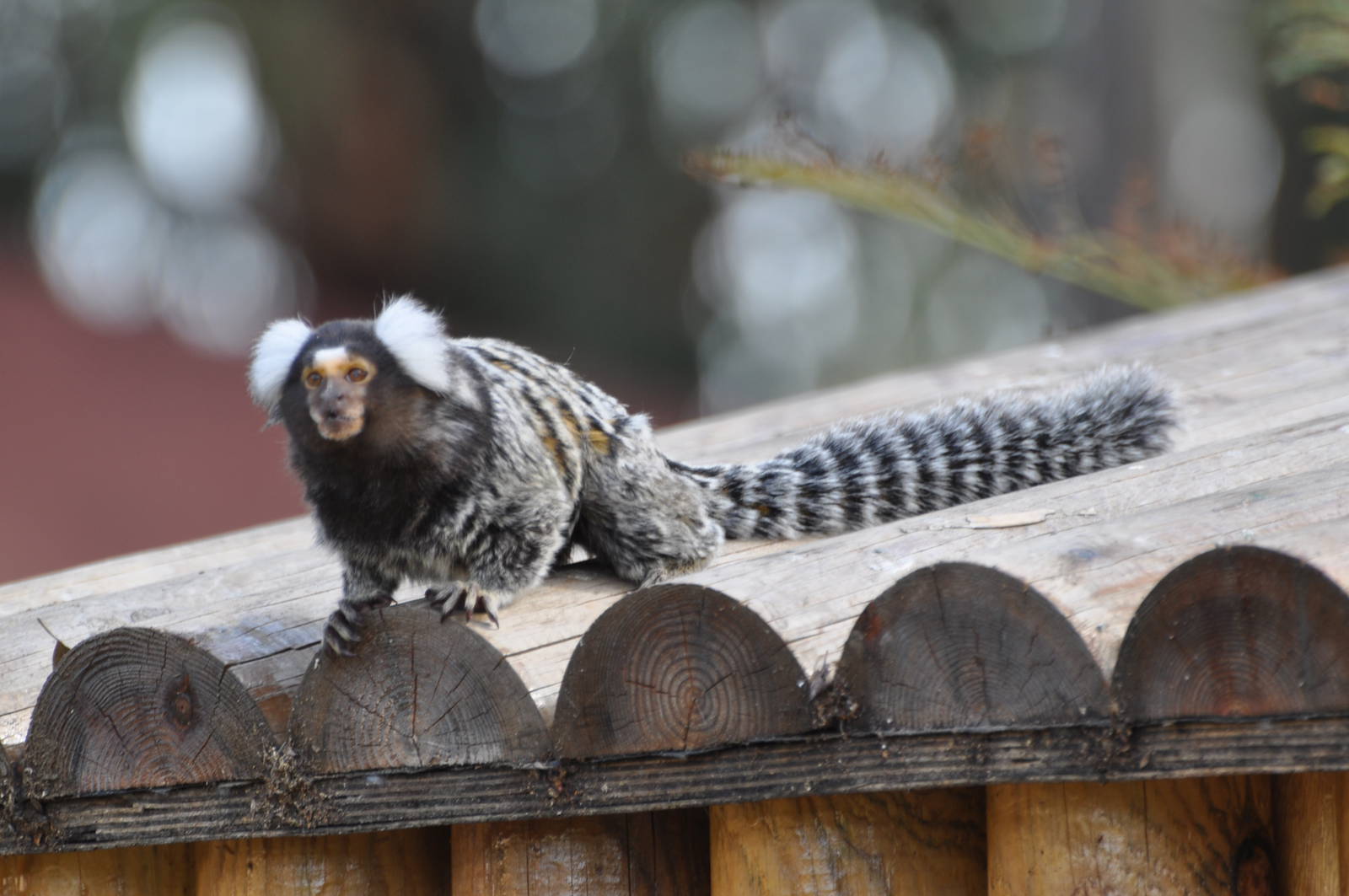 Common marmoset / Callithrix jacchus