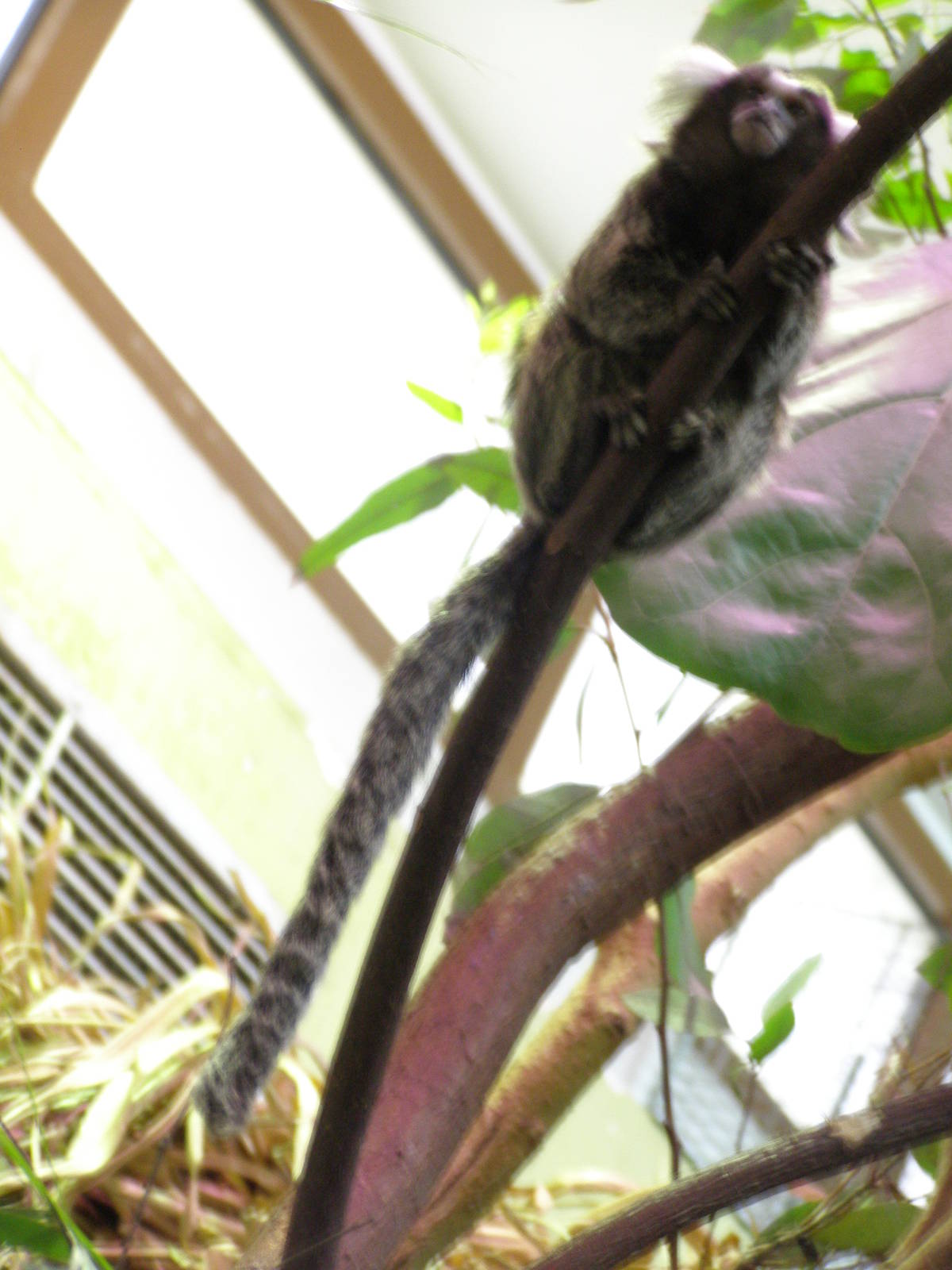 common marmoset (Callithrix jacchus)