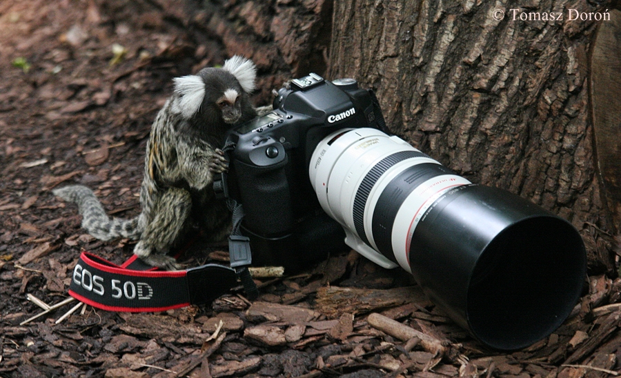 Common Marmoset (Callithrix jacchus)