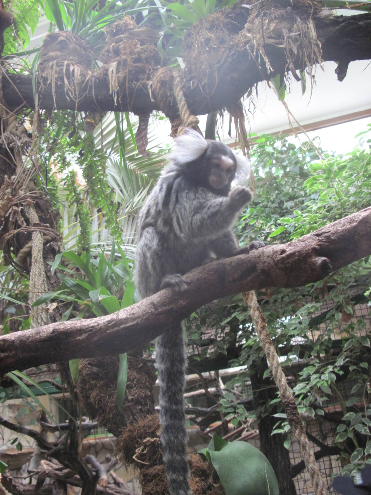 Common marmoset (Callithrix jacchus)