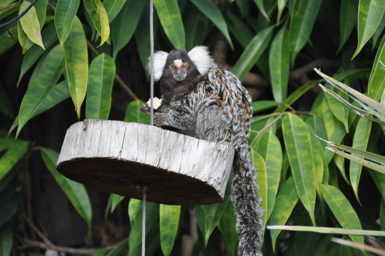 Common marmoset/ Callithrix jacchus