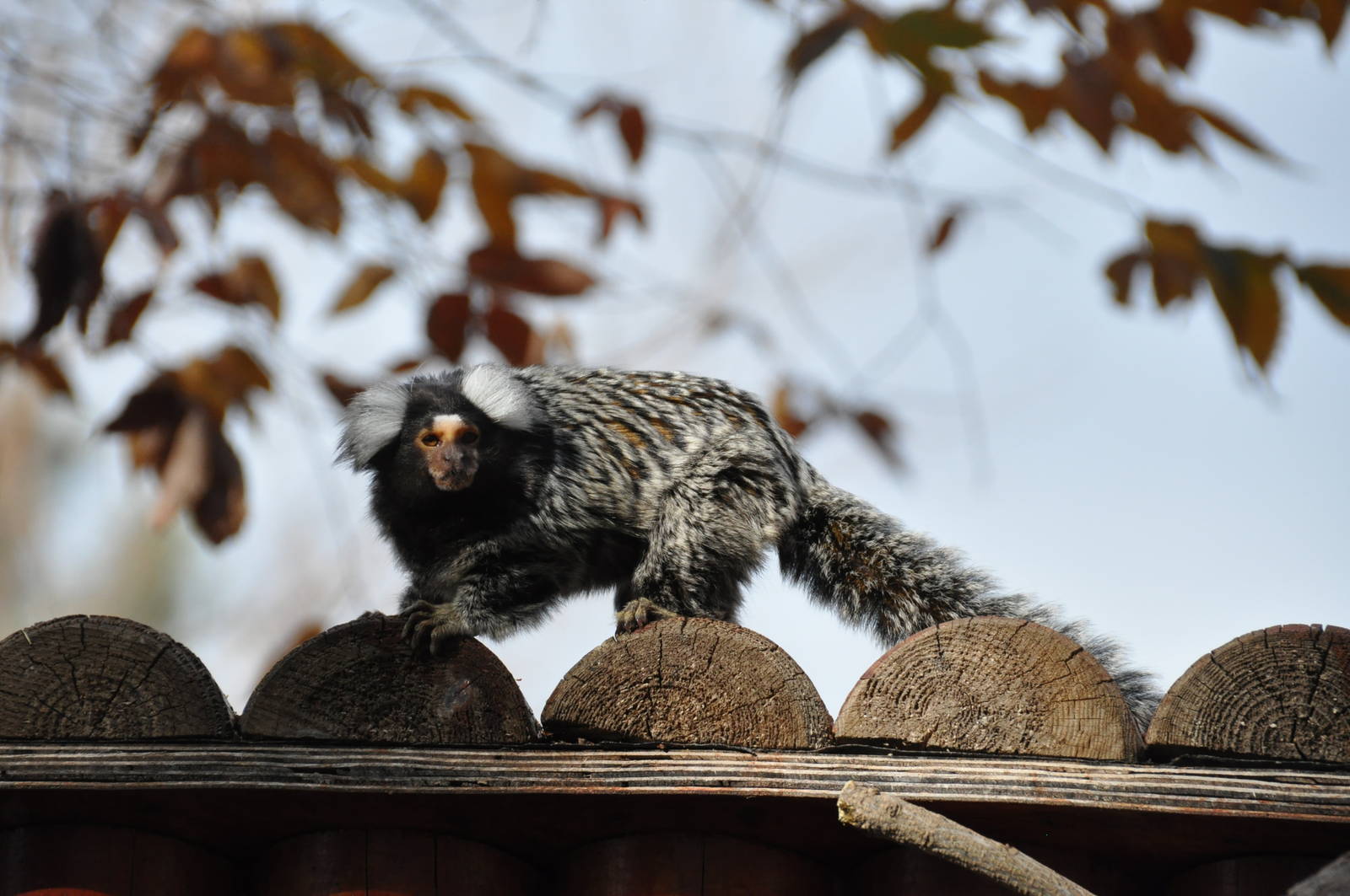 Common marmoset/ Callithrix jacchus
