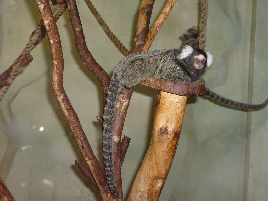 Common marmoset/Callithrix jacchus