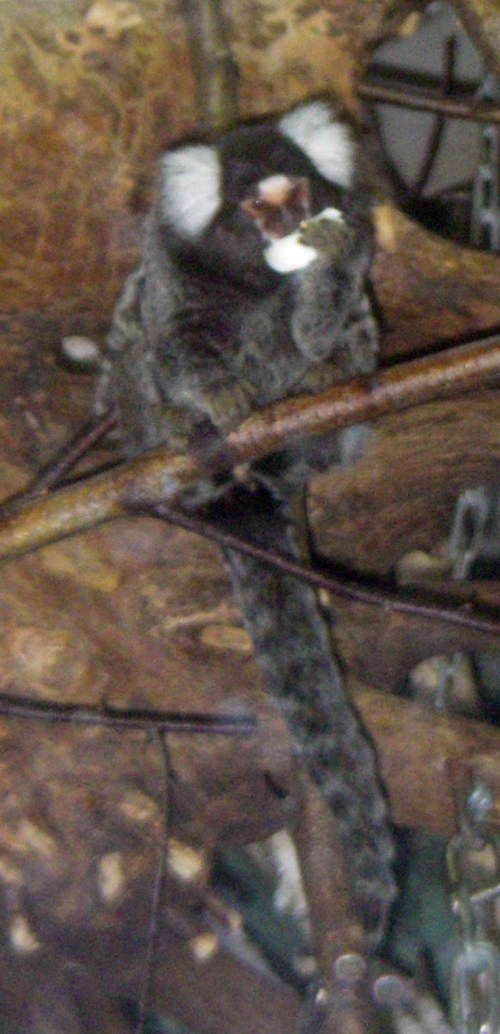 Common Marmoset (Callithrix jacchus)