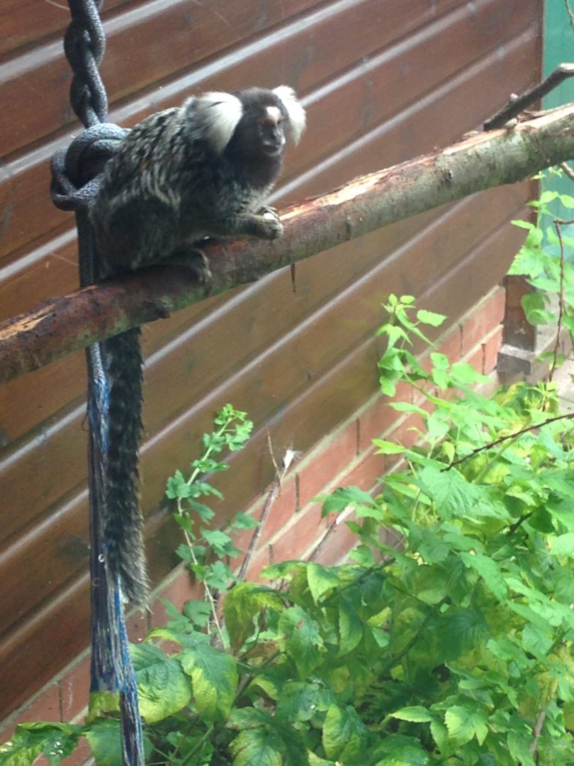 Common Marmoset - (Callithrix Jacchus)