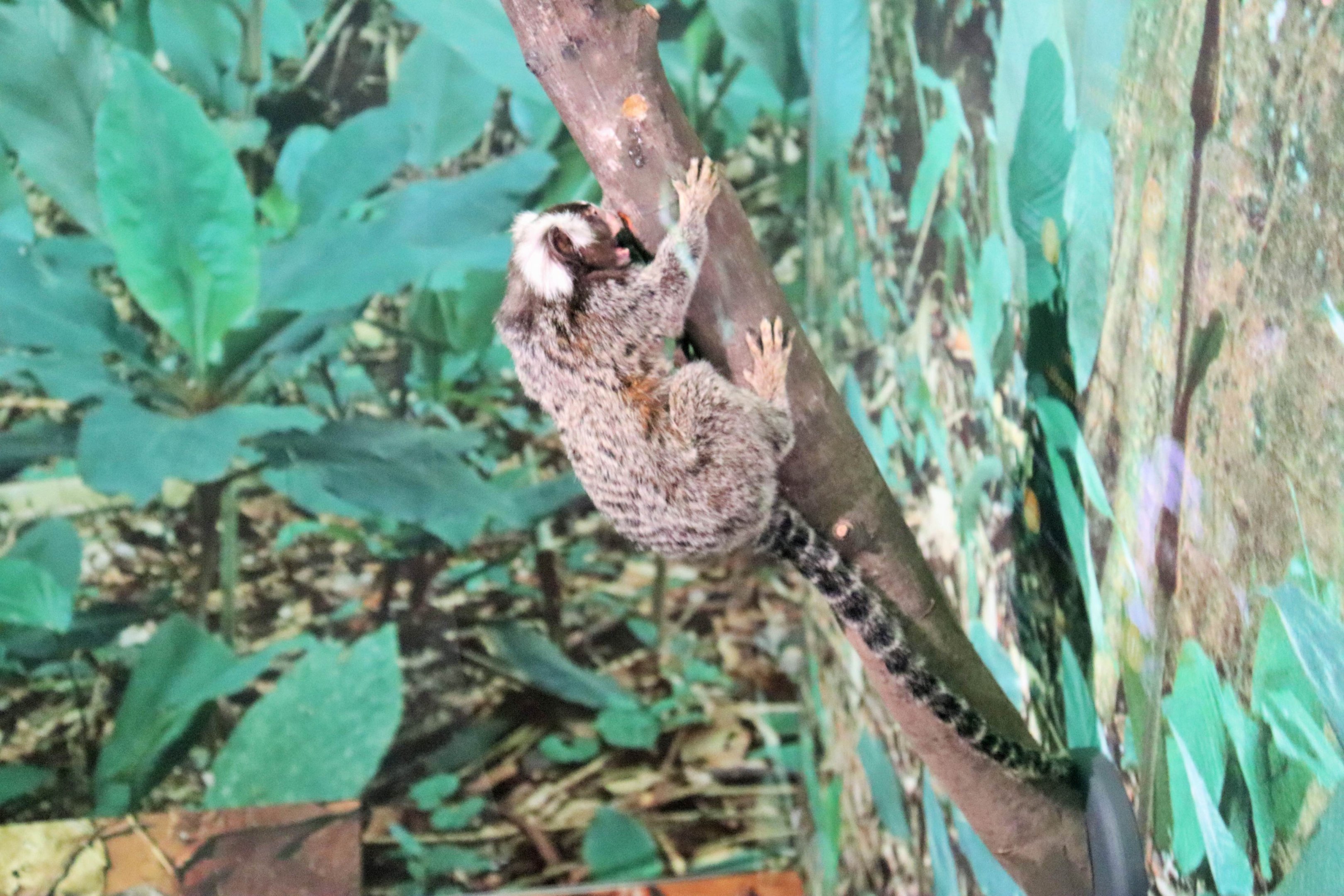 Common Marmoset (Callithrix jacchus)