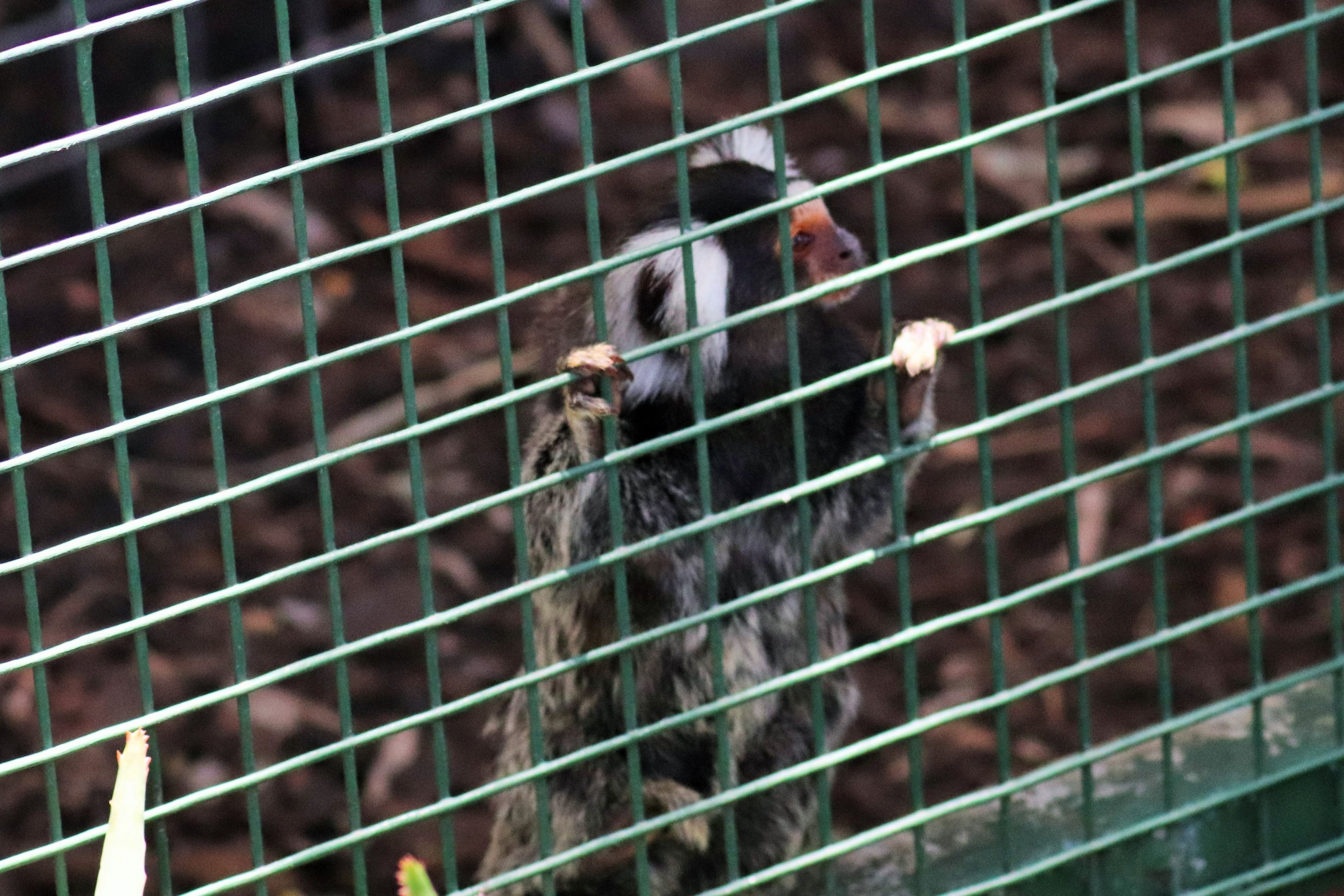 Common Marmoset (Callithrix jacchus)