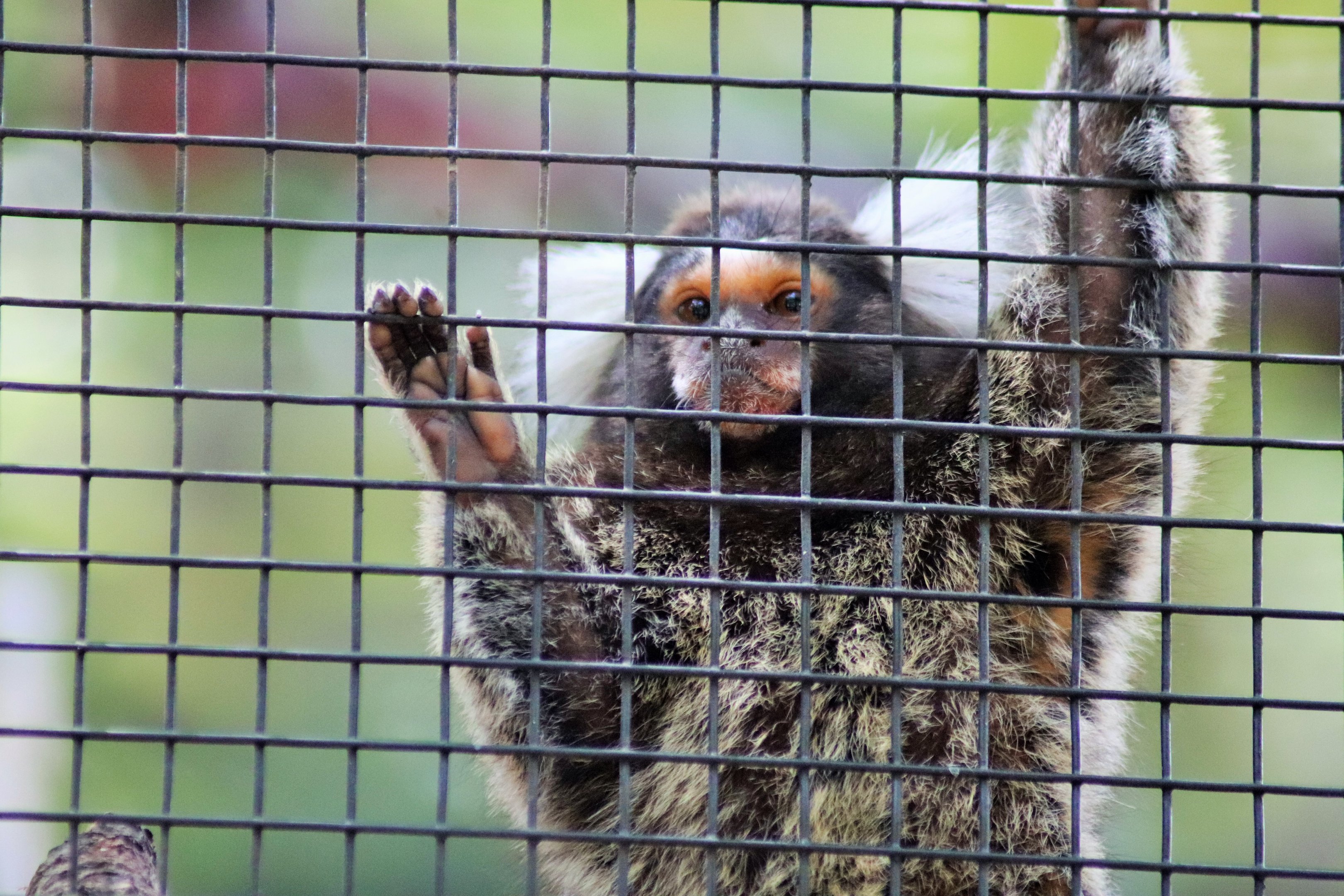 Common Marmoset (Callithrix jacchus)