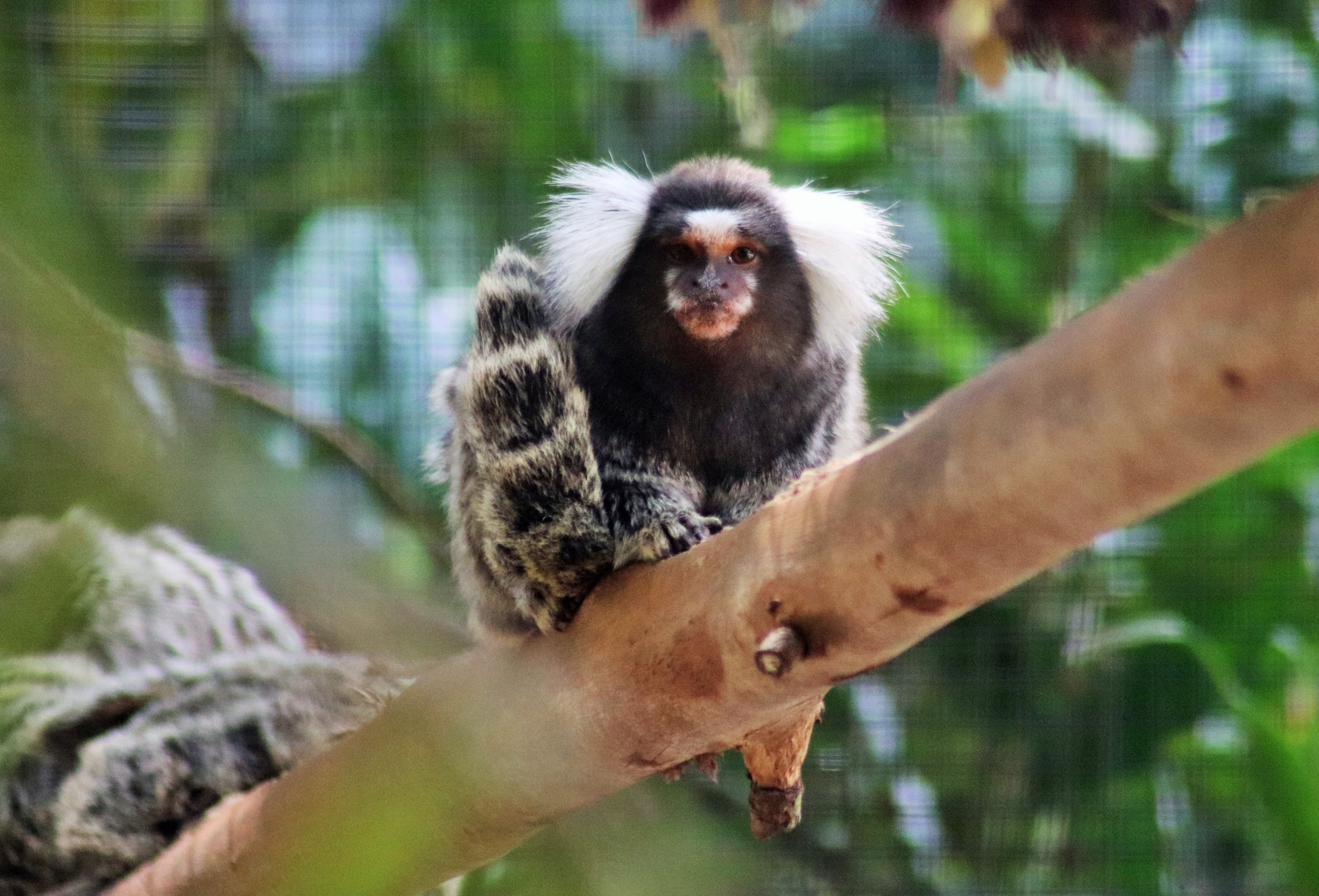 Common Marmoset (Callithrix jacchus)