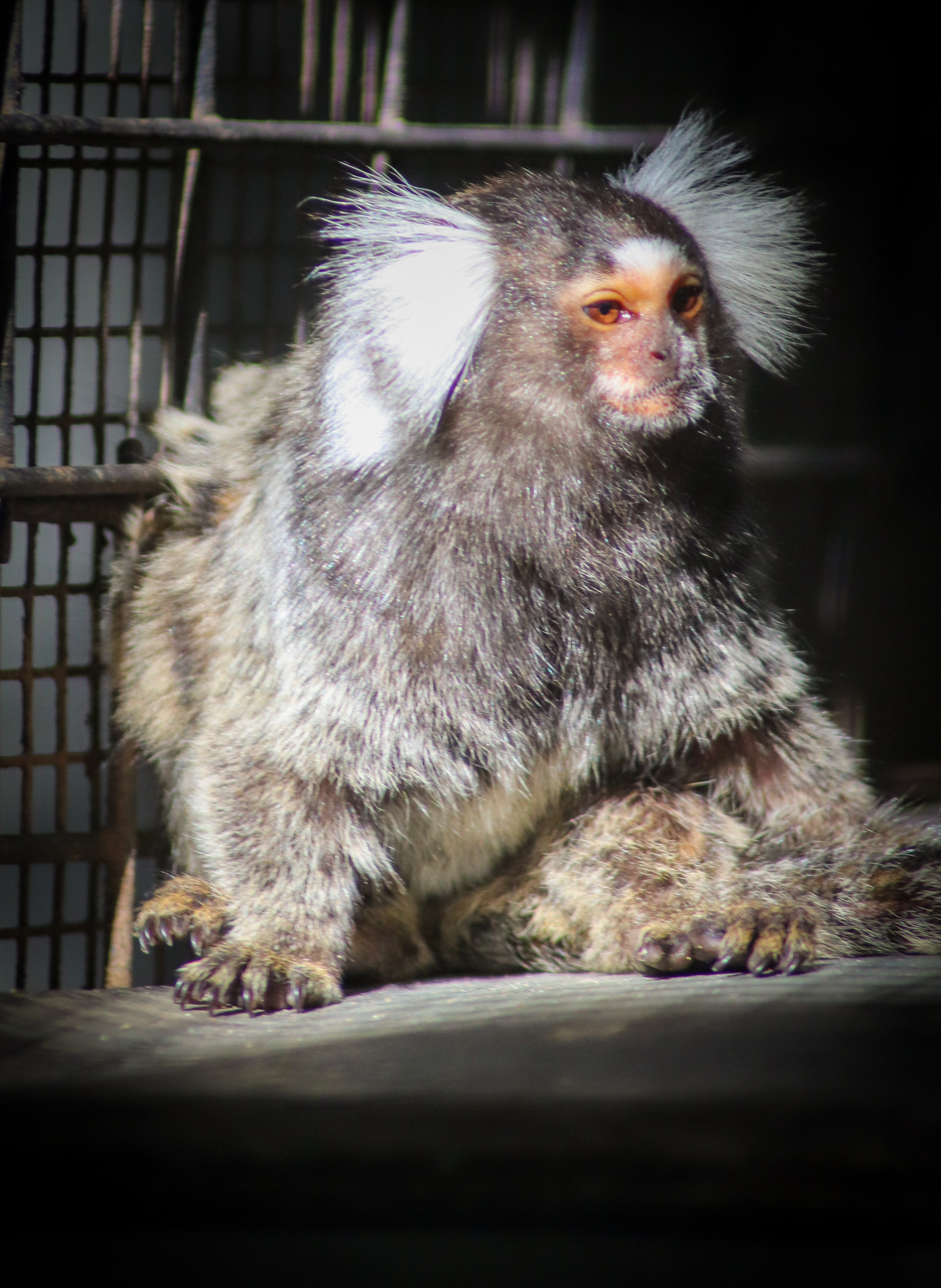 Common Marmoset (Callithrix jacchus)