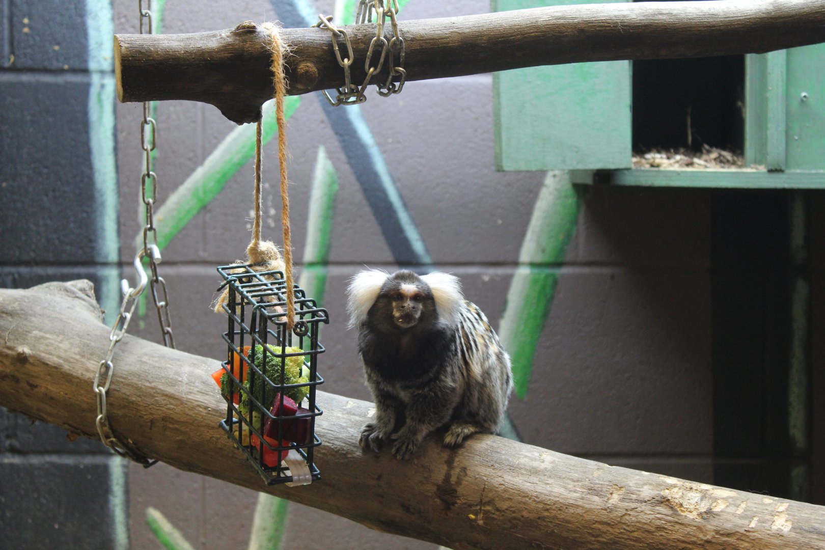 Common marmoset (Callithrix jacchus)