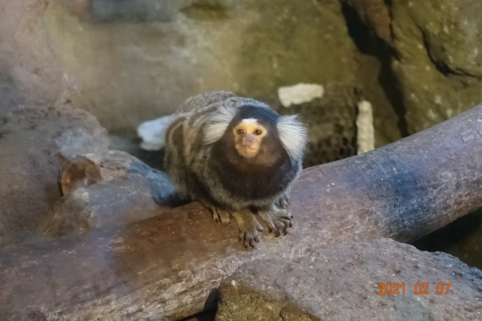 Common Marmoset (Callithrix jacchus)