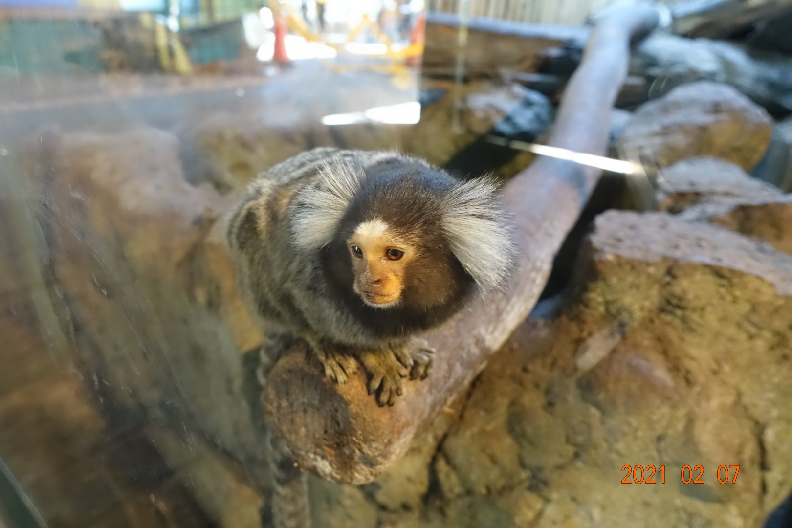 Common Marmoset (Callithrix jacchus)
