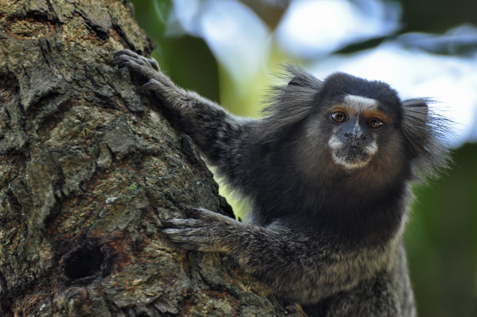 Common marmoset (Callithrix jacchus)