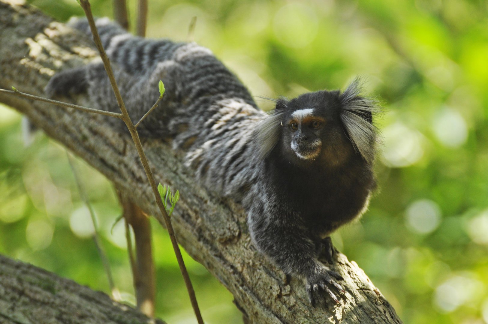 Common marmoset (Callithrix jacchus)