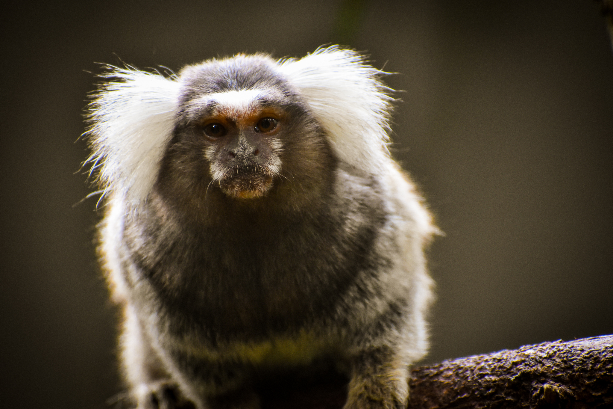 Common Marmoset (Callithrix jacchus)