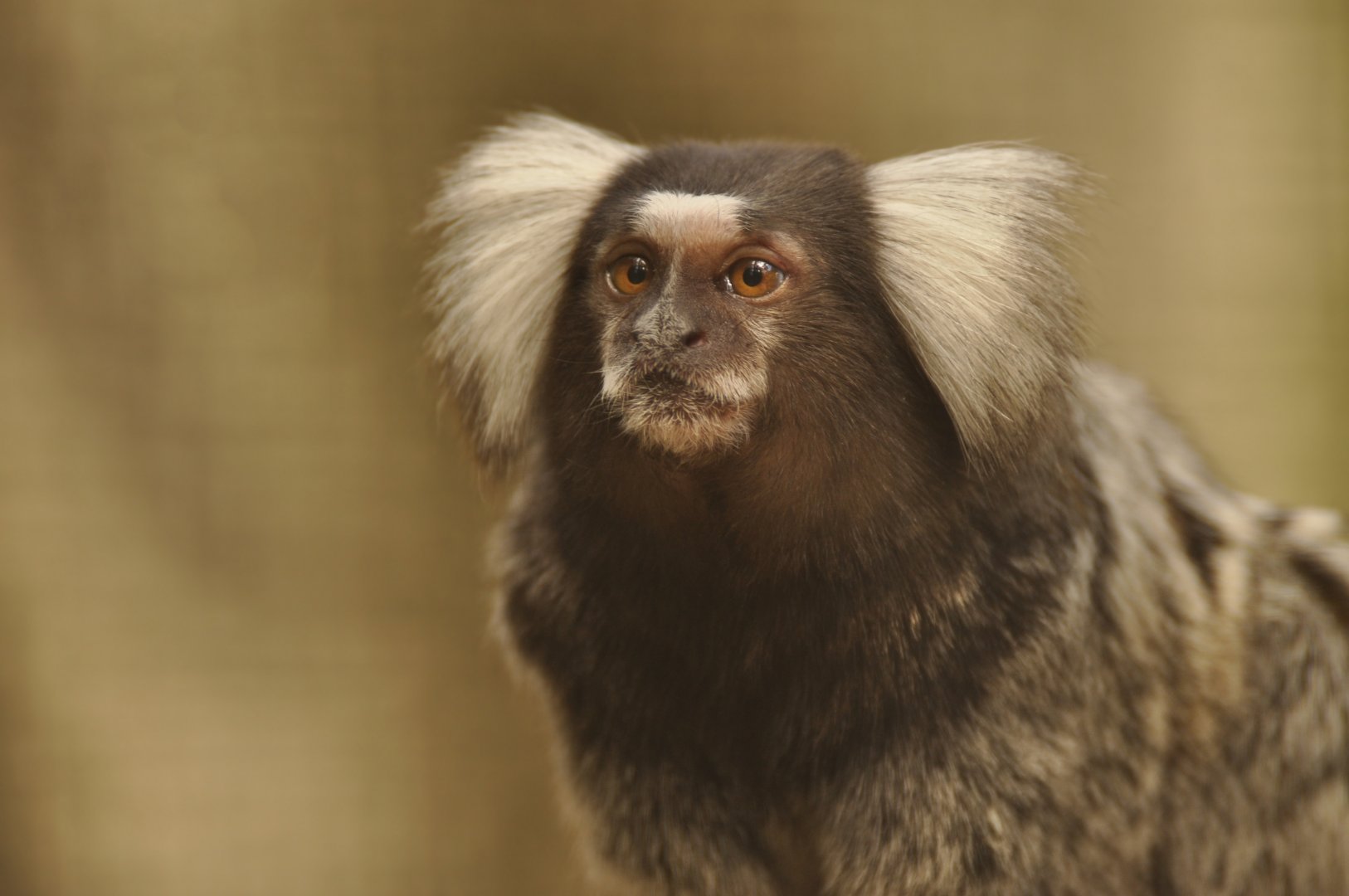 Common marmoset (Callithrix jacchus)
